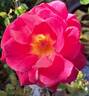 Macha Méril rose photo