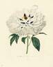 Hissiana peony photo