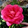 Pink Peace rose photo