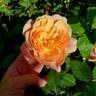 State of Grace rose photo