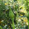 Bright rose photo