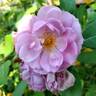Rise Up Lilac Days™ rose photo