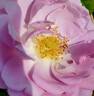 Rise Up Lilac Days™ rose photo