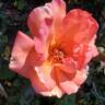 Rio Samba ™ rose photo