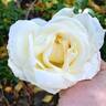 Mount Shasta rose photo