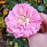 Treasure Trail rose photo