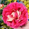 Cherries rose photo