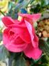 True Compassion rose photo