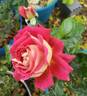Cherries rose photo