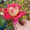 Cherries rose photo