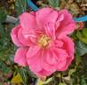 True Compassion rose photo