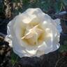 Smooth Talk rose photo
