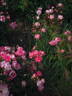 Pink Chantilly rose photo