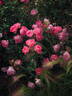 Pink Chantilly rose photo