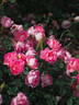 Pink Chantilly rose photo
