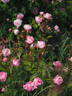 Pink Chantilly rose photo