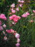 Pink Chantilly rose photo