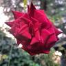 Rouge Adam rose photo