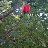 Florence Arthaud rose photo