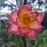 Betty Boop ™ rose photo