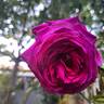 Kazatchok ® rose photo