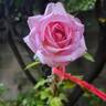 Madrigal rose photo