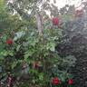 Scarlet Bonica rose photo