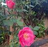 Rodin ® rose photo