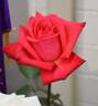 Stephanie Diane rose photo