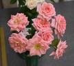 Delicious rose photo