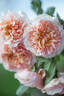 Versigny ® rose photo