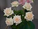 Irresistible rose photo