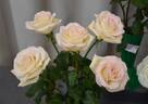 Benardella's Pearl rose photo