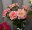 Delicious rose photo