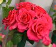 Kathie rose photo