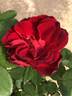 AKA 414-22 rose photo