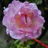 Madrigal rose photo