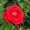 Mister Lincoln rose photo