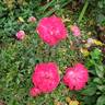 Dian rose photo