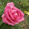Wedding Bells rose photo