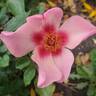 Ringo All-Star ™ rose photo