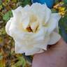 Paloma (hybrid tea, Swim rose photo