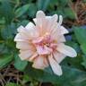 Perle d'Or rose photo