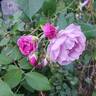 Rise Up Lilac Days™ rose photo