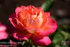 Holiday Island Oahu rose photo