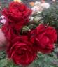 Royal Red rose photo