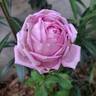 Gérard Depardieu rose photo