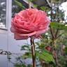 Sir Lancelot rose photo