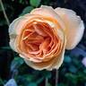 Bataclan rose photo