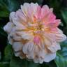King Arthur ® rose photo